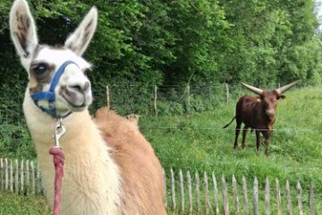 © Balade ton lama_Chapdes-Beaufort - La ferme de la Marinette