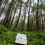 © Menhir et Arboretum du bois des Brosses_Menat - Hélène Viennet
