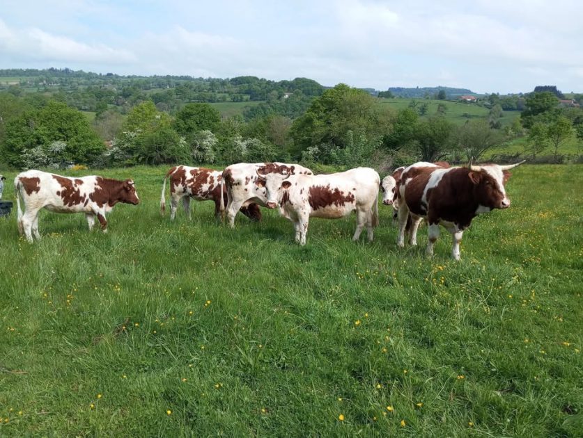 © Ho'Rocher Bio - vcahes ho rocher