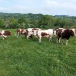 © Ho'Rocher Bio - vcahes ho rocher