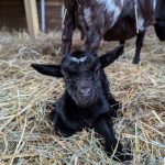 © Les Amismaux de la forêt enchantée - CAPAROS