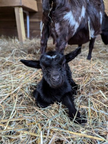 © Les Amismaux de la forêt enchantée - CAPAROS