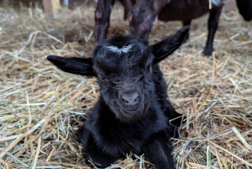 Ferme pédagogique - Les Amismaux de la forêt enchantée