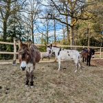 © Les Amismaux de la forêt enchantée - CAPAROS
