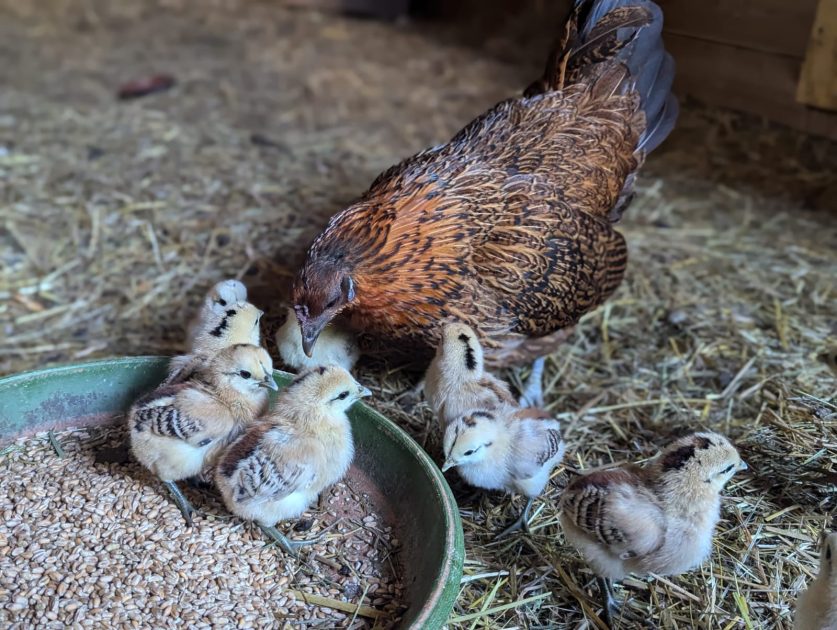 © Les Amismaux de la forêt enchantée - CAPAROS