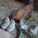 © Les Amismaux de la forêt enchantée - CAPAROS