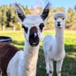 © Les Amismaux de la forêt enchantée - CAPAROS