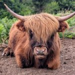 © Les Amismaux de la forêt enchantée - CAPAROS