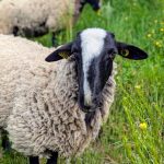 © Les Amismaux de la forêt enchantée - CAPAROS