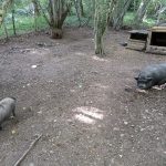 © Les Amismaux de la forêt enchantée - CAPAROS