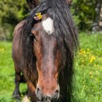 © Les Amismaux de la forêt enchantée - CAPAROS