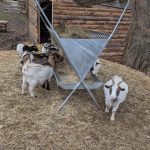 © Les Amismaux de la forêt enchantée - CAPAROS