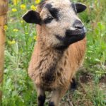 © Les Amismaux de la forêt enchantée - CAPAROS