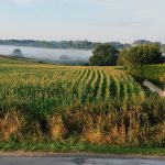 © Belle campagne auvergnate - MDO