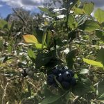 © Les Petits Fruits des Volcans - Le Provost