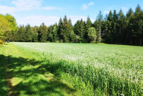 Le sentier des bois de Verneugheol