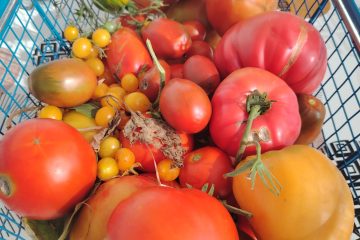 © Miniferme L'Arverne - léa ertel