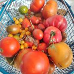 © Miniferme L'Arverne - léa ertel