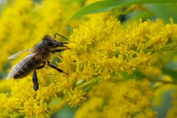 © Abeilha - Abeilha