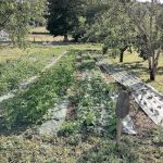 © Les Jardins de Saint Maigner - Blanchard