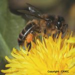 © Abeille noire des Combrailles - CANEC