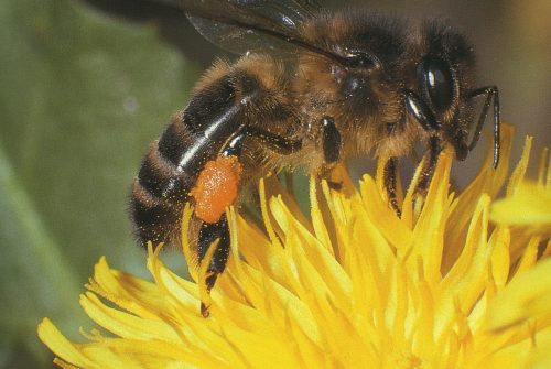 Miellerie Conservatoire de l'Abeille Noire des Combrailles