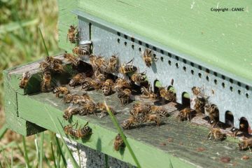 © Abeilles noires sur planche d'envol - CANEC