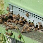 © Abeilles noires sur planche d'envol - CANEC