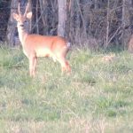 © Gîte Au repos de la Sioule Combrailles Auvergne - Au repos de la Sioule