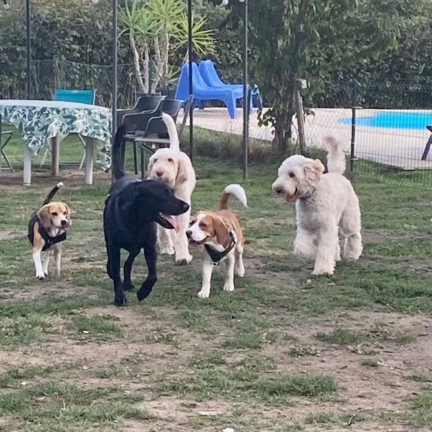 © Chiens au Camping Les Cerisiers - Client de camping