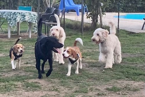 Camping Les Cerisiers - vacances avec les chiens