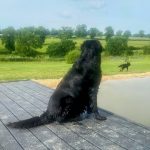 © Piscine pour chiens Camping Les Cerisiers - Blom Remco