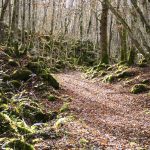 © Cheire de Tournebise - Hélène Viennet