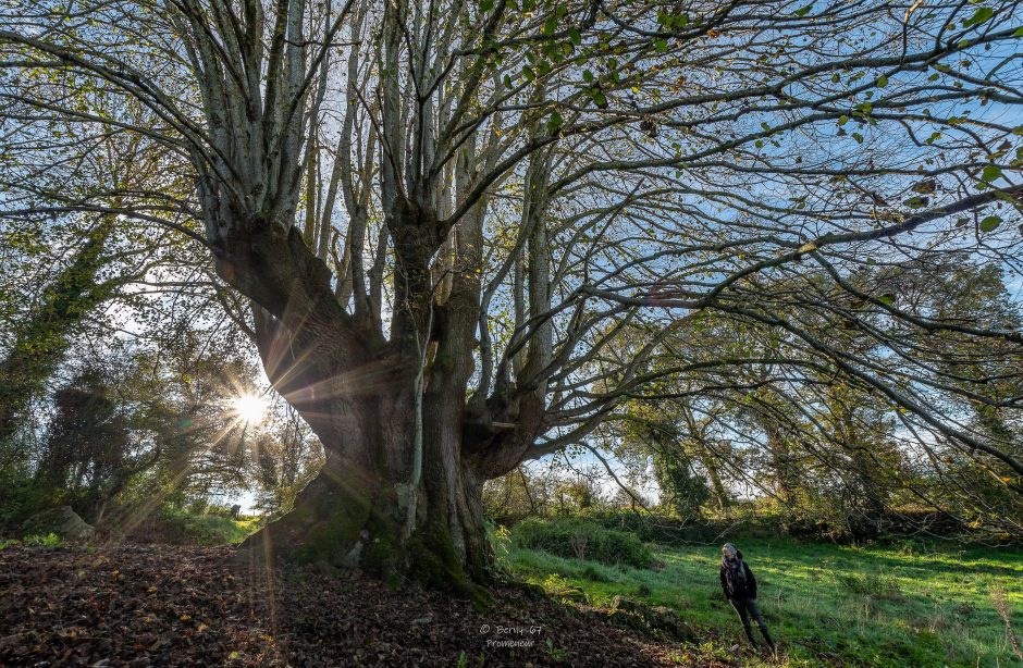 © Le tilleul au petit jour et visiteur ébloui à Lapeyrouse - Bernard Rubod