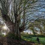 © Le tilleul au petit jour et visiteur ébloui à Lapeyrouse - Bernard Rubod