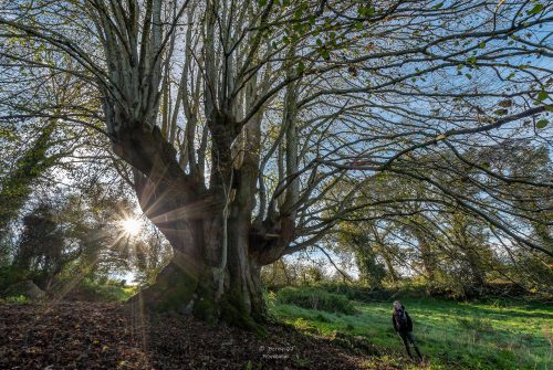 Visites nature - Le vénérable Tilleul de la Combe droit et le p’tit monde du bocage