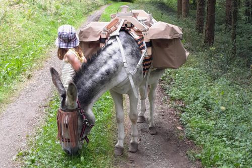Balades avec un âne ou des chèvres - l'Écrin de la Sioule