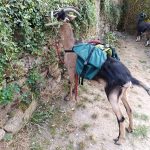 © Viking bâté- L'écrin de la Sioule - Laurie Dechenaux