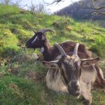 © Vanille et Viking, nos 2 chèvres- L'écrin de la Sioule - Laurie Dechenaux