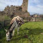 © Coquillette avec son bât, circuit "Château Rocher"- L'écrin de la Sioule - Laurie Dechenaux