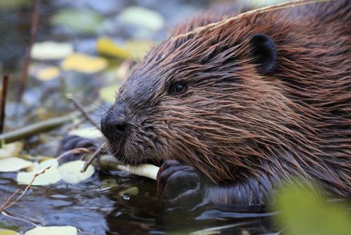 Sur les traces du castor