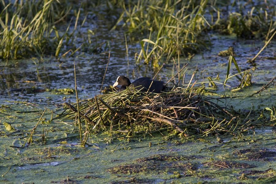 © Marais Saint-Pierre-le-Chastel - Steeve Hans