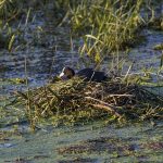 © Marais Saint-Pierre-le-Chastel - Steeve Hans