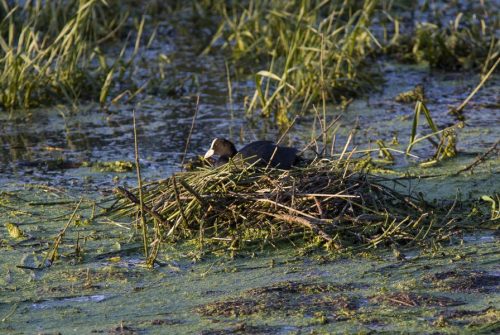 Habitants et rôles des zones humides