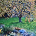 © Automne au jardin - Braun D.