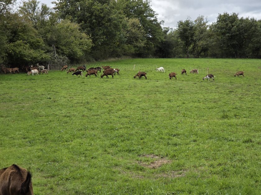 © Chèvres au champs - Arnaud Anaïs