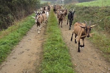 © Chèvres allant au champs - Arnaud Anaïs