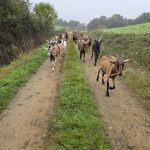 © Chèvres allant au champs - Arnaud Anaïs