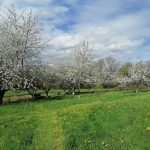 © Le verger - La Consolante