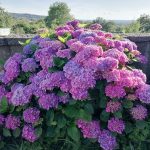 © Fleurs - La Consolante